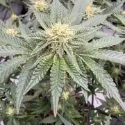WIZARD TREE - Free Seed