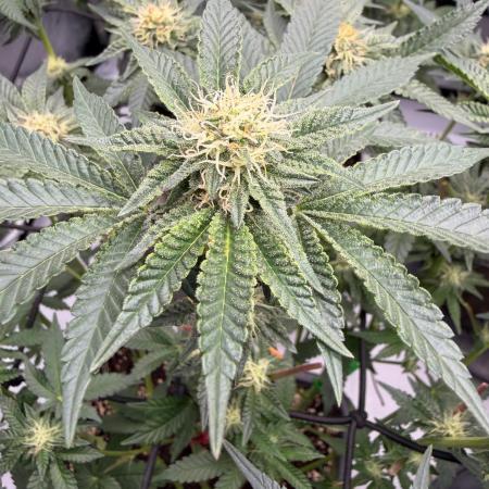WIZARD TREE - Free Seed