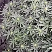 WIZARD TREE - Free Seed