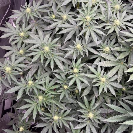 WIZARD TREE - Free Seed