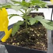 WIZARD TREE - Free Seed