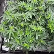 WIZARD TREE - Free Seed