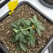 WIZARD TREE - Free Seed