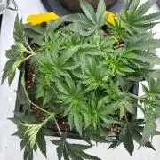 WIZARD TREE - Free Seed