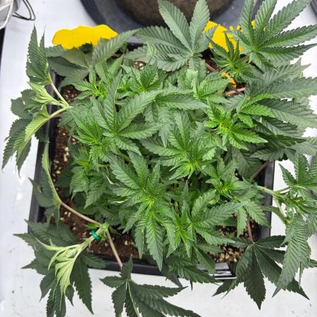 WIZARD TREE - Free Seed