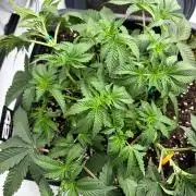 WIZARD TREE - Free Seed
