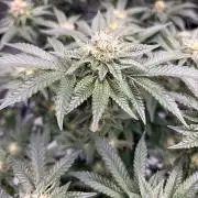 WIZARD TREE - Free Seed