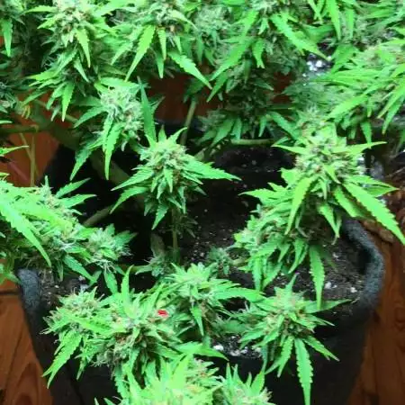 PINEAPPLE EXPRESS AUTO
