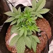 Frostbanger Auto F4