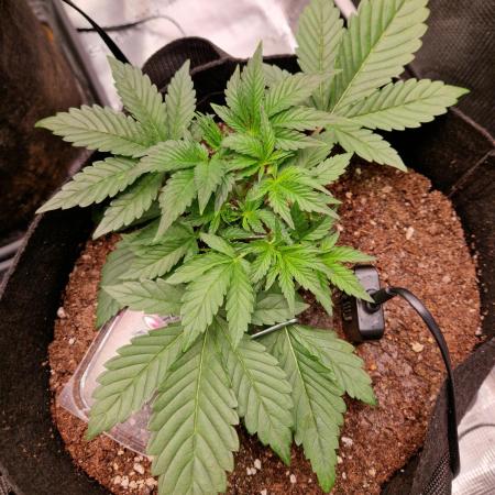 Frostbanger Auto F4