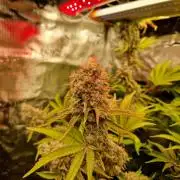 Green Gelato/Gelato Cookies/Isla Mirage