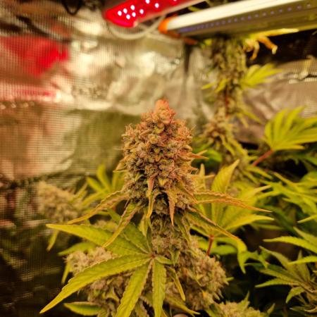 Green Gelato/Gelato Cookies/Isla Mirage