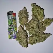 Green Gelato/Gelato Cookies/Isla Mirage