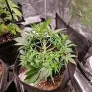 Frostbanger Auto F4