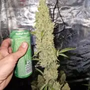 Sherbet Queen Auto