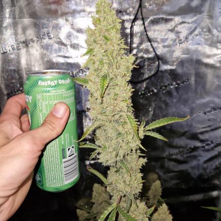 Sherbet Queen Auto
