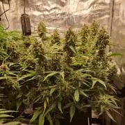 Girl Scout Cookies Auto