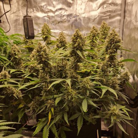 Girl Scout Cookies Auto