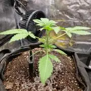Sherbet Queen Auto