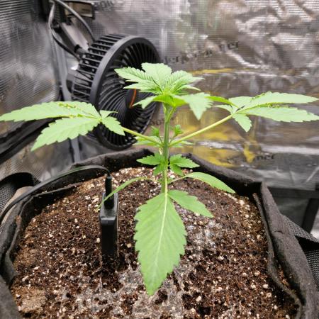 Sherbet Queen Auto