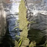 Sherbet Queen Auto