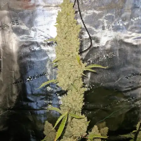 Sherbet Queen Auto