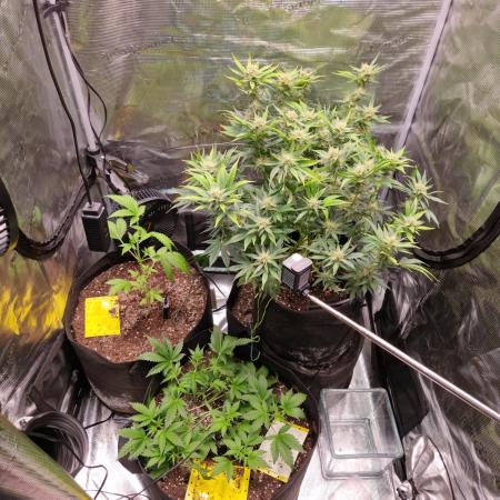 Mix Pack Auto RF3