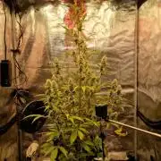 Sherbet Queen Auto