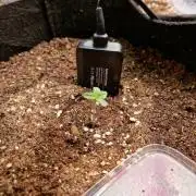 Frostbanger Auto F4