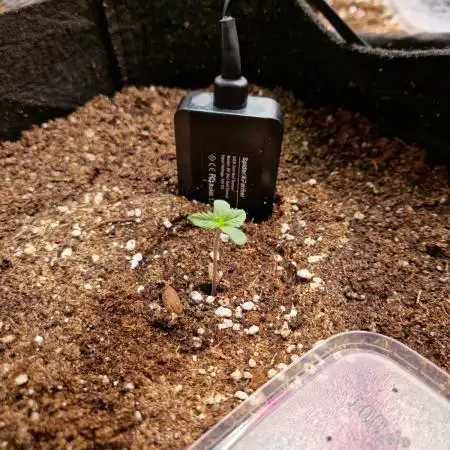 Frostbanger Auto F4