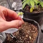 Mix Pack Auto RF3