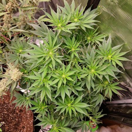 Frostbanger Auto F4
