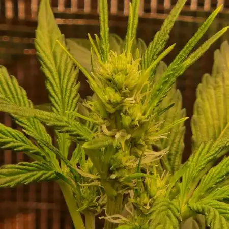 Sherbet Queen Auto