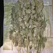 Sherbet Queen Auto