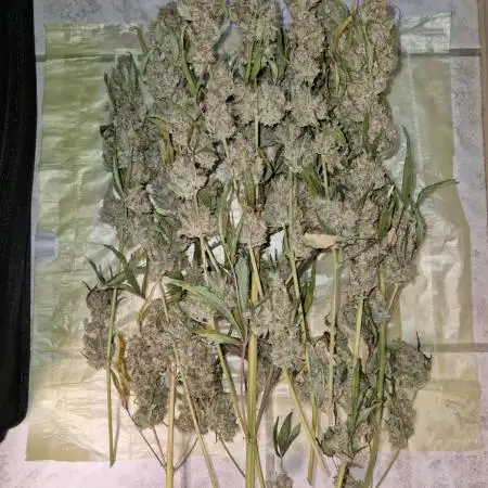 Sherbet Queen Auto