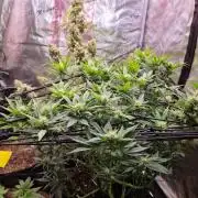Frostbanger Auto F4