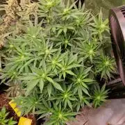 Frostbanger Auto F4