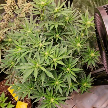 Frostbanger Auto F4