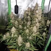 Super Glue Auto