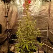 Sherbet Queen Auto