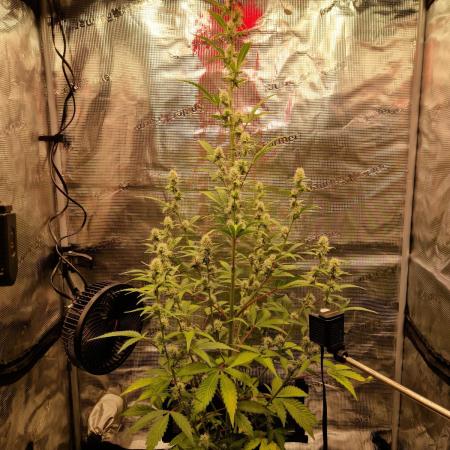 Sherbet Queen Auto
