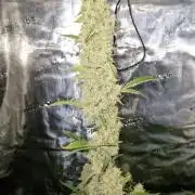Sherbet Queen Auto