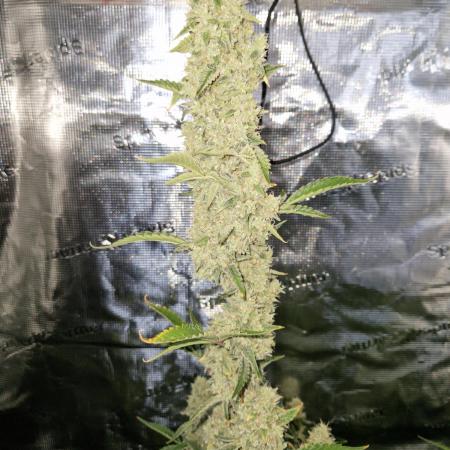 Sherbet Queen Auto