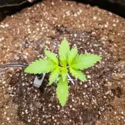 Mix Pack Auto RF3