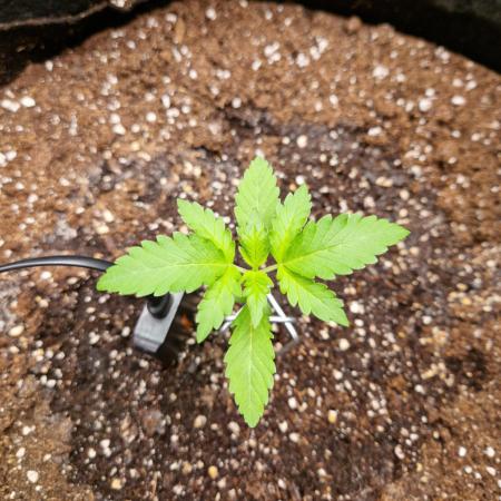 Mix Pack Auto RF3