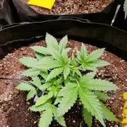 Mix Pack Auto RF3