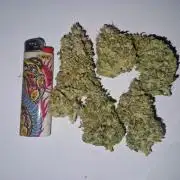 Green Gelato/Gelato Cookies/Isla Mirage