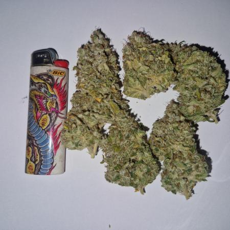Green Gelato/Gelato Cookies/Isla Mirage