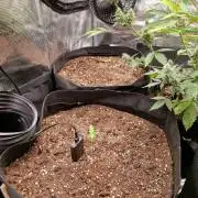 Mix Pack Auto RF3