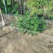 Outdoor 2026 - Green Poison Fast
